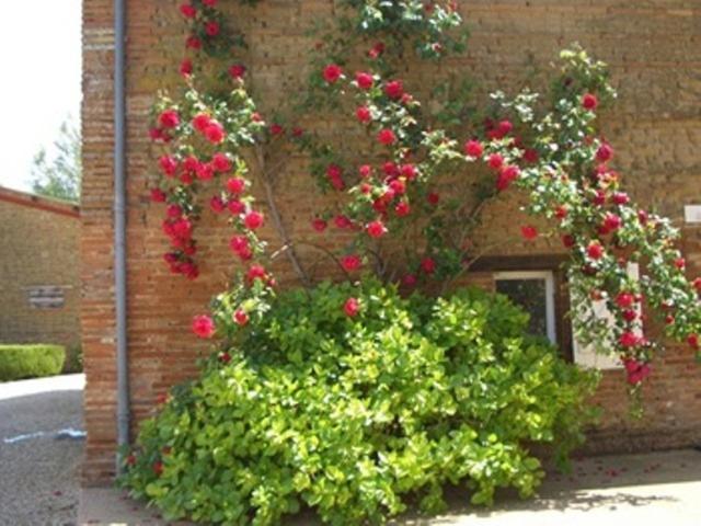 Le Platane Bed and Breakfast Lafrançaise Εξωτερικό φωτογραφία